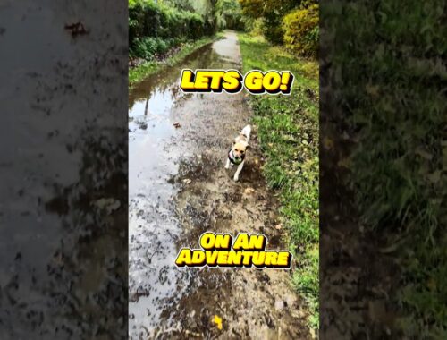 Jack Russell has fun splashing in puddles #shorts #dog #doglover