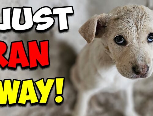 Stray Puppy Ran Away To Save Her Life