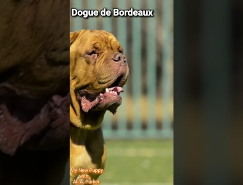 Most Intimidating Giant Dog Breeds