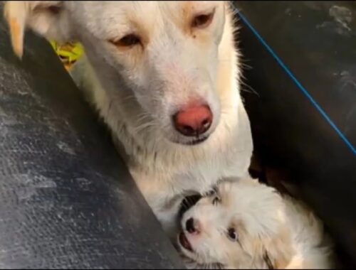 A stray dog mom is struggling to survive with her puppies in the crevices of a pipe!
