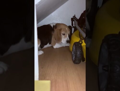 Jed the Beagle tries to get...nothing