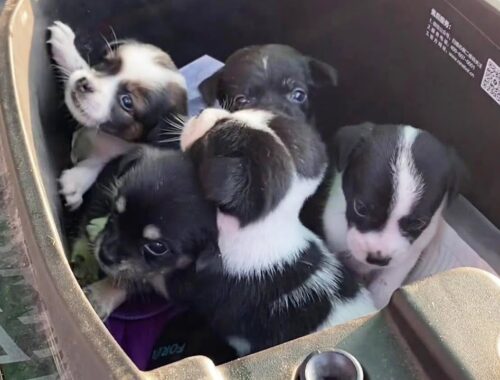 Five puppies abandoned and wandering around, sobbing and begging for help to find their mother...Sad