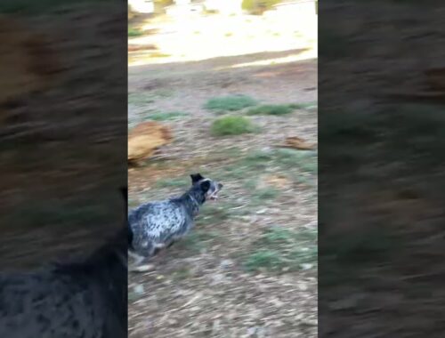 Husky & Blue Heeler at Dog Park #shorts