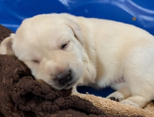 Puppy Cam LIVESTREAM Lab Puppies 22 Days Old - Part 2 #cutepuppies #puppyvideos #labrador