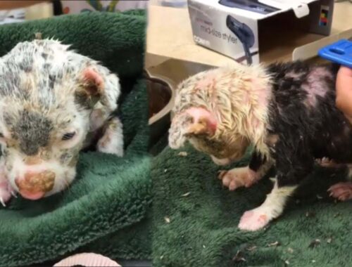 Tiny puppy was dumped on the street crying in pain all her body covered in blisters, ulcers!