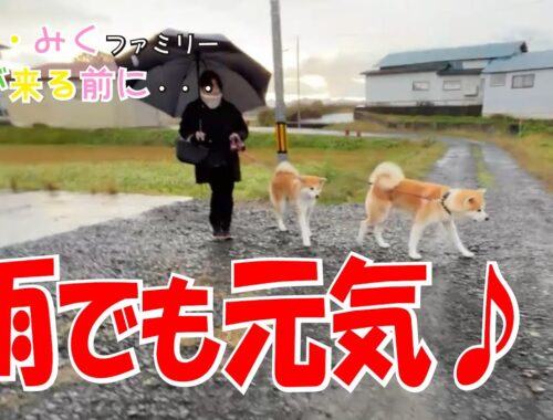 雨でも元気♪　冬が来る前に・・・　秋田犬【ごん・みく チャンネル】