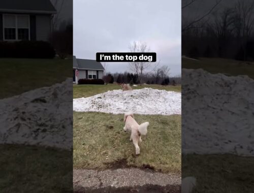 Red Heeler Is King Of The Hill #shorts #redheeler
