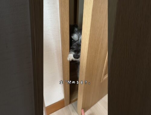 ドアを開けたい犬vs閉める飼い主（開けられない理由は最新の動画で！）#ペット #シュナウザー #犬のいる暮らし #犬
