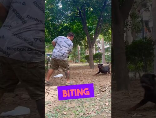 Rottweiler Dog Ne Kiya Owner Par Attack. Bubzee Training Fun Module. #shorts #rottweiler #bubzee