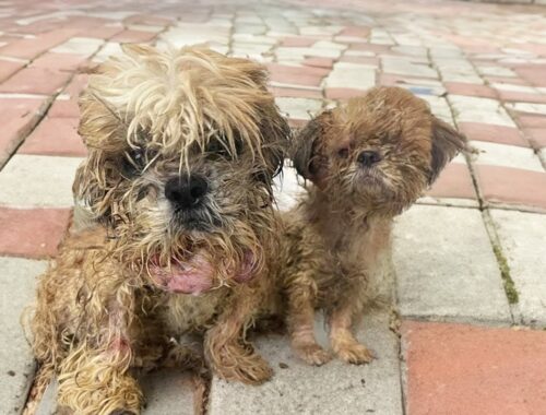 Their puppies were taken away by their owners, they begged passersby to save them