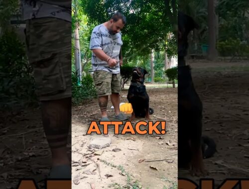 Rottweiler Ne Kiya Attack. Bubzee Attacked On The Command. #shorts #rottweiler