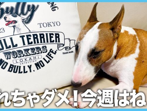 Bull Terrier ブルテリア/Miniature Bull Terrier 今週末は大事な日 This weekend is an important day.