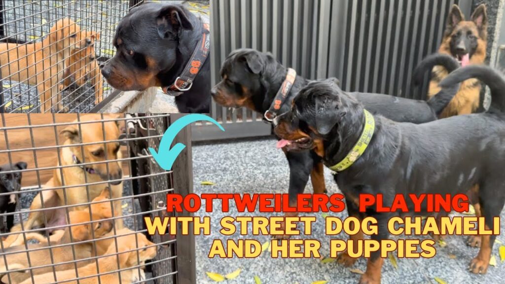 Rottweiler Bubzee & Pregnant Lady Ollie Playing With Puppies of Street Dog Chameli | Namitaology Rottweiler Bubzee & Pregnant Lady Ollie Playing With Puppies of Street Dog Chameli | Namitaology