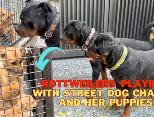 Rottweiler Bubzee & Pregnant Lady Ollie Playing With Puppies of Street Dog Chameli | Namitaology