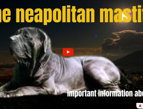 The Neapolitan Mastiff: Majestic And Mighty