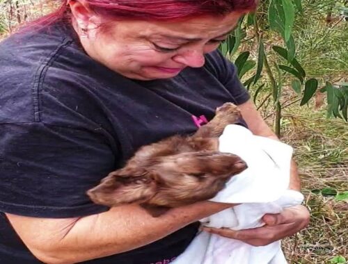 6 orphaned puppies were left on the top of Quinta Grande mountain until they were exhausted