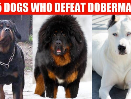 5 Dogs Who defeat Doberman🤔/ best dogs #doberman