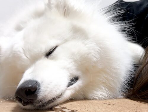 1日中遊び疲れて子供みたいにぐっすり眠る犬【サモエド】