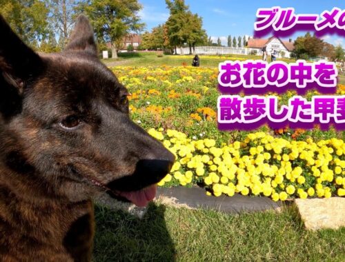 奇麗な田舎風の公園で花満開散歩-　甲斐犬いち