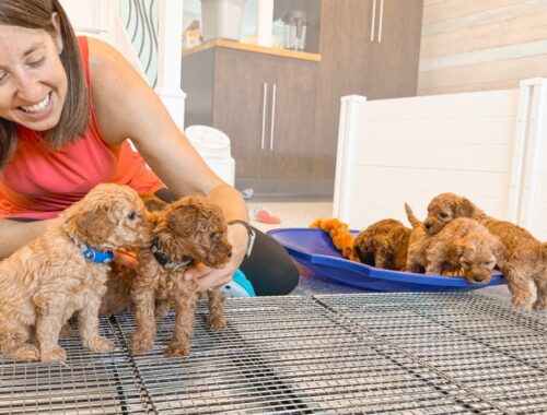 Potty Training Our 4 Week Old Goldendoodle Puppies