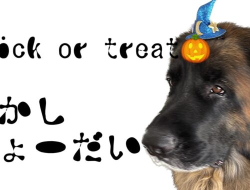 【レオンベルガー】happy Halloween‼︎でした🎃【超大型犬】