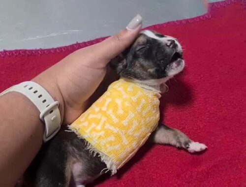 Tiny puppy was dumped like garbage, wild animal eat his legs so he's crying all the time for help!