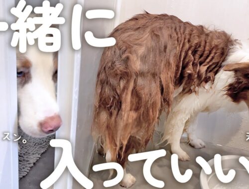 大嫌いなお風呂で絶望するお姉ちゃん犬と一緒に入りたがる弟犬【ボーダーコリー・オーストラリアンシェパード】