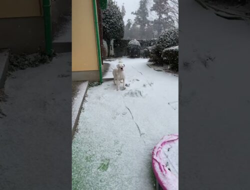 寒くても雪は特別❄️ゴールデンレトリバー　ボクサー犬