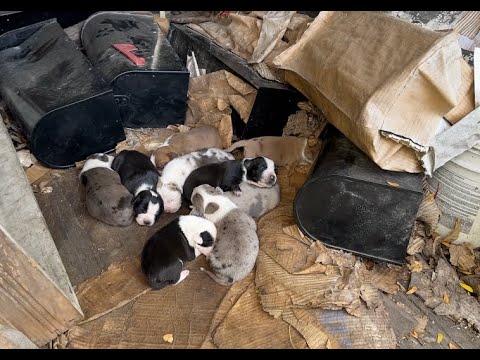 Rescuing a protective mama and her 9 puppies! - Stray Rescue of St.Louis