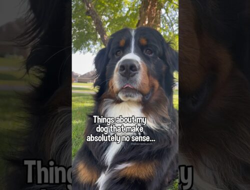 Things About My Dog That Make Absolutely No Sense | Funny Bernese Mountain Dog #cutedog
