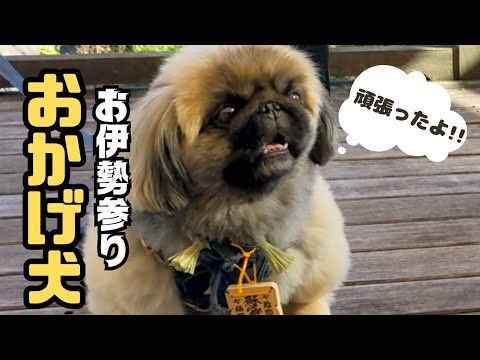 愛犬と行く伊勢路の旅〜最終回／おかげ犬体験〜