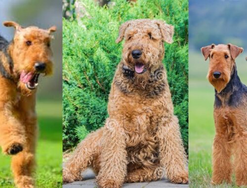 Airedale terrier | Funny and Cute dog compilation in 2022.