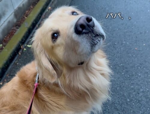 パパの帰りが遅くて、大好きな散歩中も寂しそうな愛犬