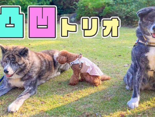 秋田犬とトイプーの仲良しトリオでBBQしました！【秋田犬】【大型犬】【akita dog】