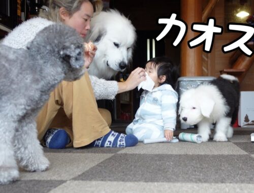 【奮闘】生後2ヶ月の子犬と1歳児と超大型犬をママ一人でお世話する事に…｜グレートピレニーズ