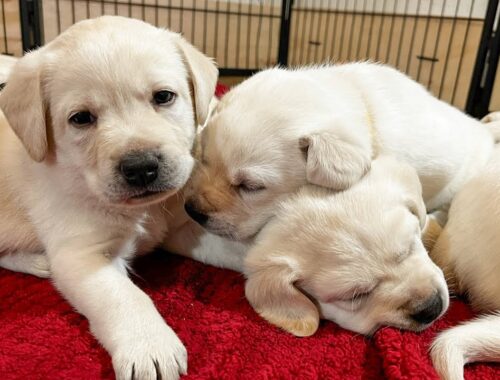 Puppy Cam LIVESTREAM Lab Puppies Playing Day 33 #cutepuppiesplaying  #labrador #puppy