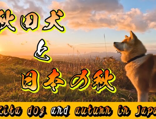 【びしゃもん】秋田犬と日本の秋　★本編★　ver.1　2023 Akita dog and autumn in Japan