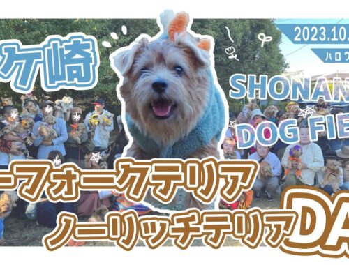 【ノーフォークテリア・ノーリッチテリアDAY】ノーフォークだらけ!!【Shonan Dog Field】