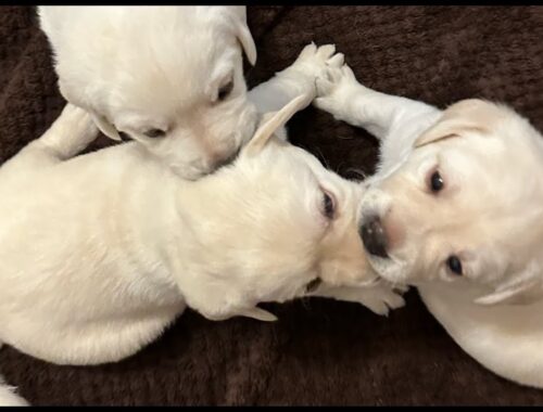 Puppy Cam LIVESTREAM Lab Puppies Day 30 #cutepuppiesplaying  #labrador #puppy