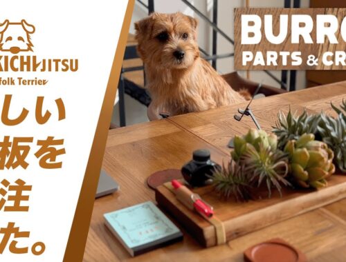愛犬キチと BURRO'S PARTS & CRAFTS の木目天板【ノーフォークテリア  norfolkterrier  kichi 】