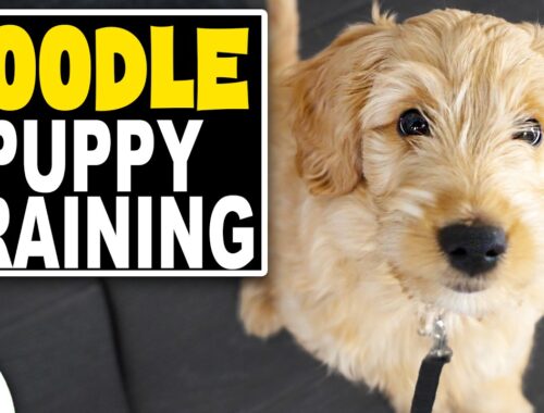 A Complete Guide To Doodle Puppy Training