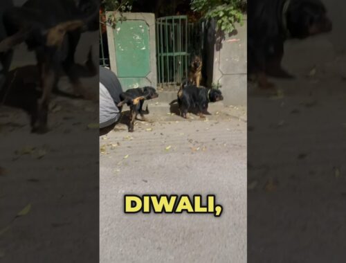 Rottweilers Bubzee & Lady Ollie With German Shepherd Zoey On Diwali Night With Loud Crackers #shorts