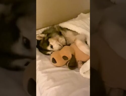 Cuddly Malamute snuggles with his toy 🧸