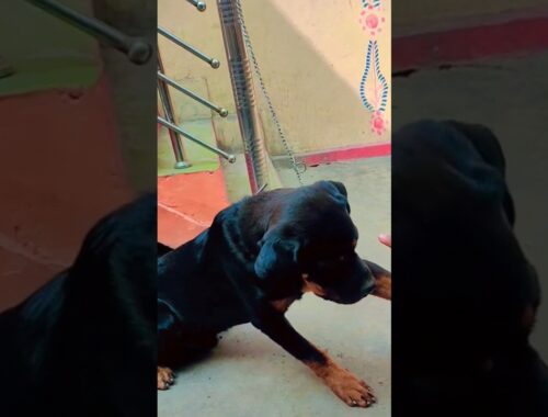 puppy prank with Tyson 😂#youtubeshorts #shortsvideo #rottweiler #funny #prank #shortfeed