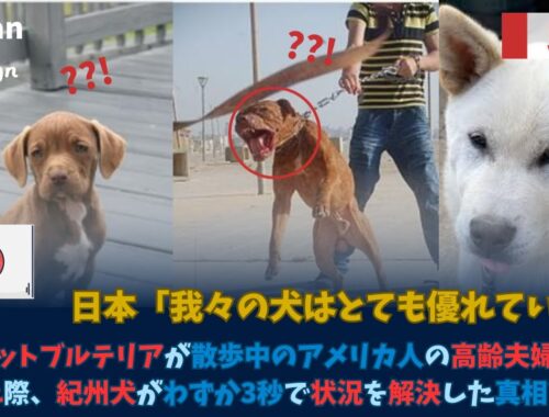 【海外の反応】ピットブルテリアが散歩中のアメリカの高齢夫婦に近づいた際、紀州犬がわずか3秒で状況を解決した真相とは!? #海外の反応 #日本 #ピットブル #アメリカ