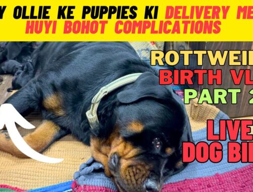 Rottweiler Puppies Ki Delivery Mein Aayi Hai Bohot Complications: Rottweiler Live Birth Vlog