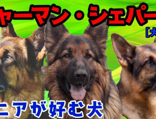 [犬図鑑]ジャーマン・シェパード 様々な場面で活躍できる犬種
