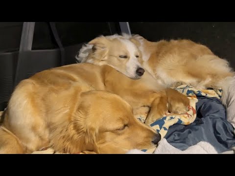 【車中泊】本当の兄妹のように寄り添って眠る犬が可愛すぎた...#ゴールデンレトリバー #ボーダーコリー