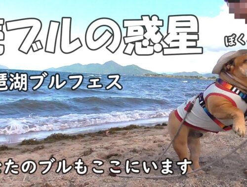 かわいい犬、ブルドッグのオフ会　bulldogが琵琶湖に大集合。続ブルの惑星に行ったのはぼくバウム、ブルドッグのバウム！BaumtheBulldog