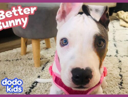 Dog With Stuck Muscles Needs Our Help! | Dodo Kids | All Better